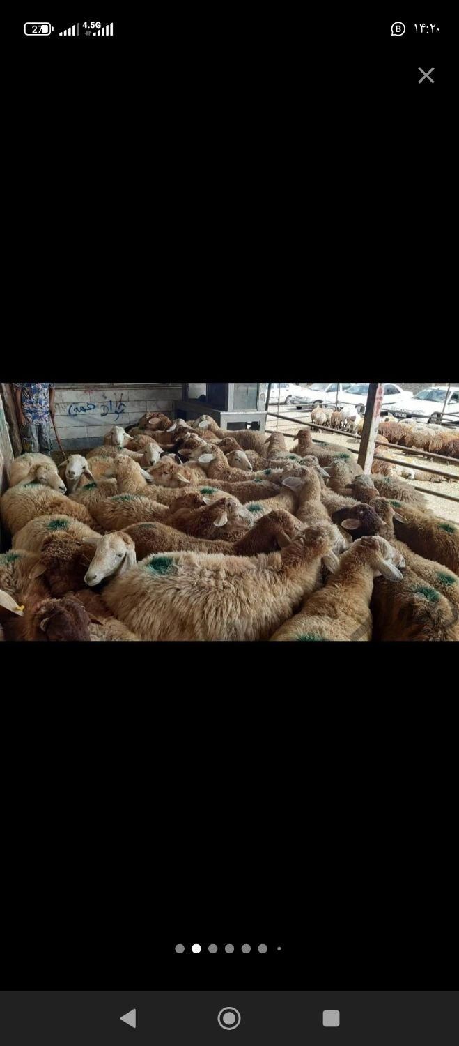 گوسفند زنده کربلای|حیوانات مزرعه|ری, |دیوار