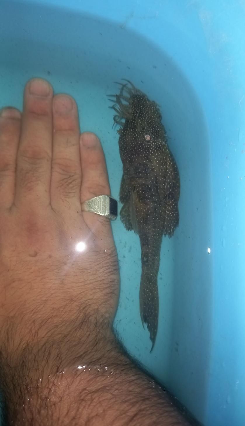 کت ال ۵۹|ماهی|فلاورجان, |دیوار