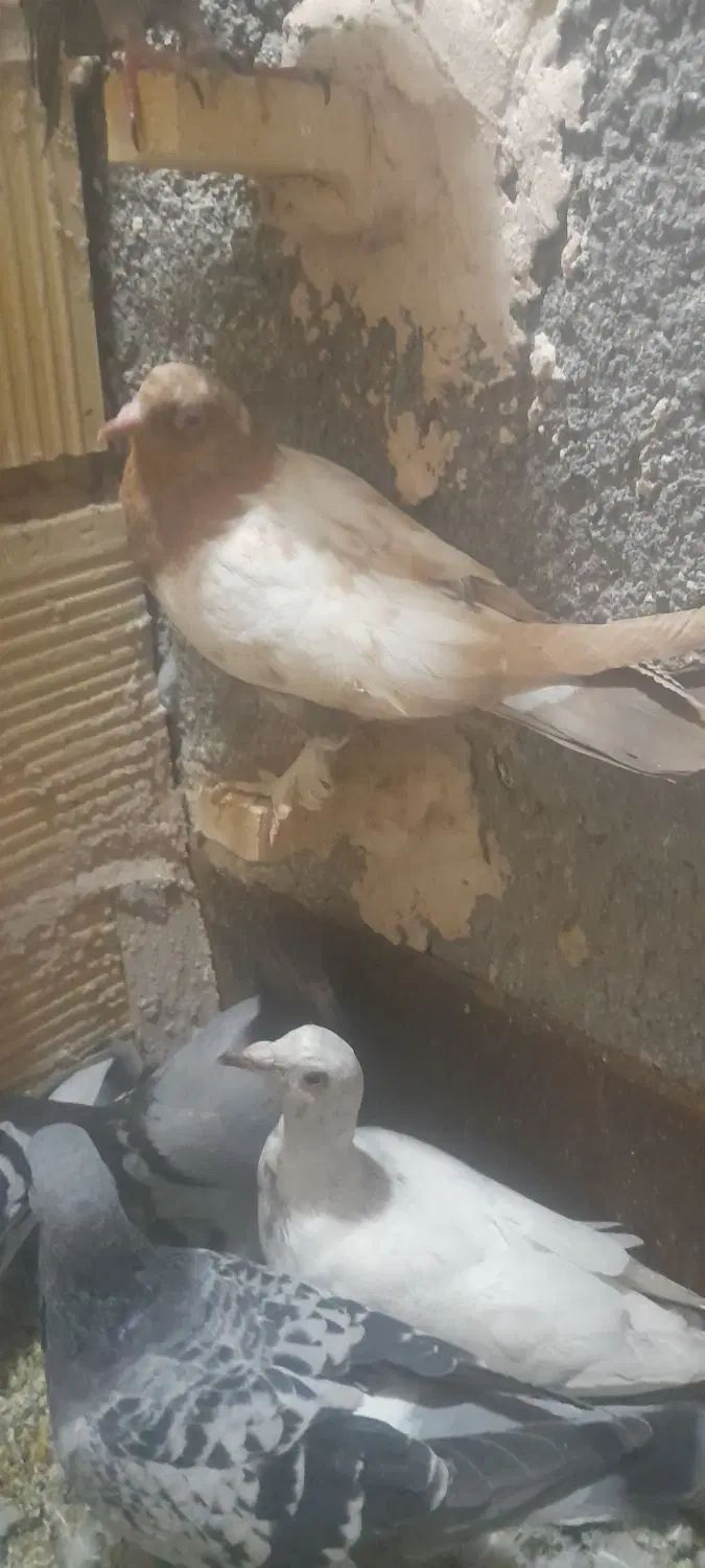 جوجه کفتر|پرنده|مشهد, پنجتن|دیوار