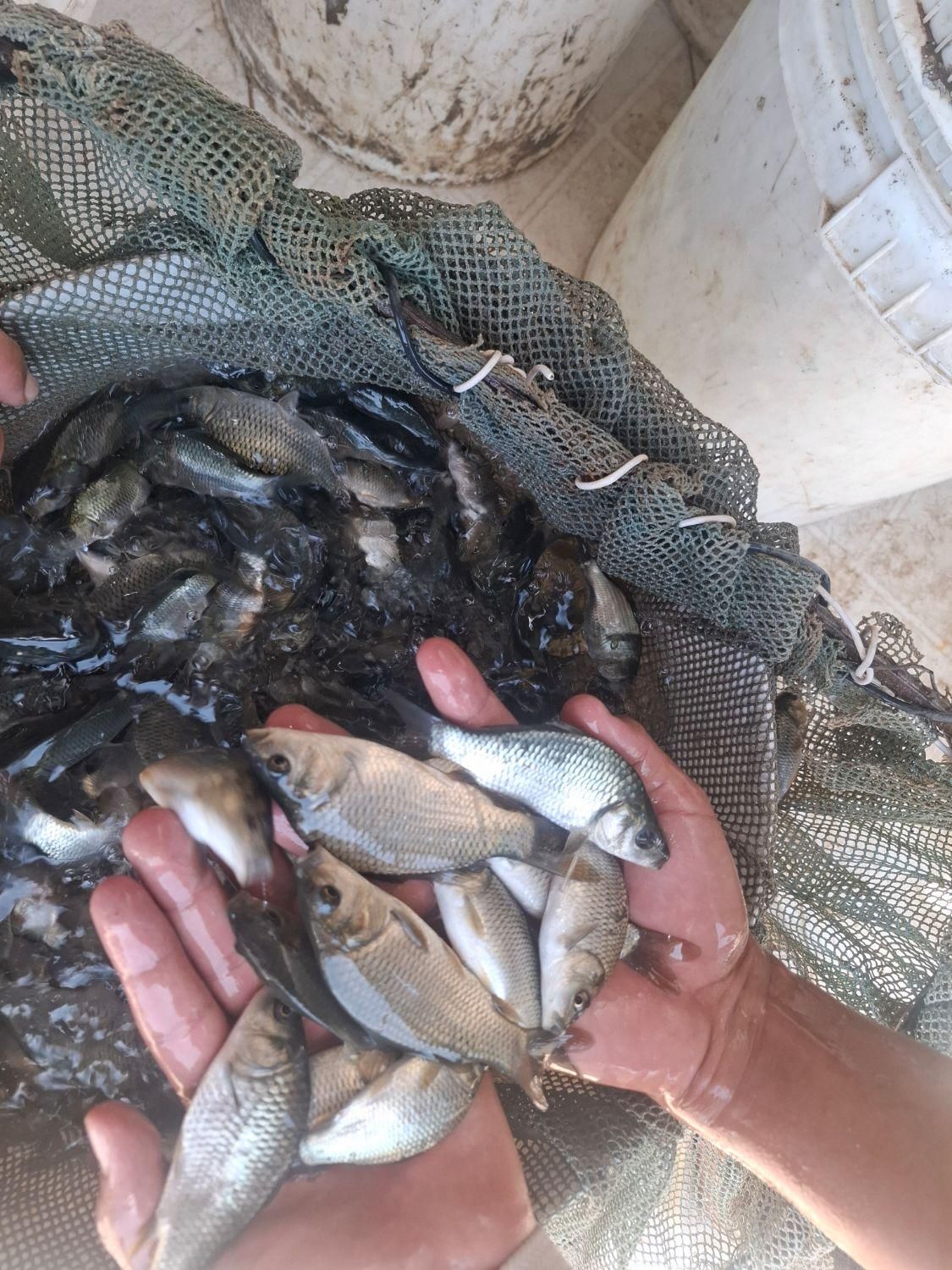 کپور اوزون فیتوفاک اموروبیگهد|ماهی|گرمسار, |دیوار