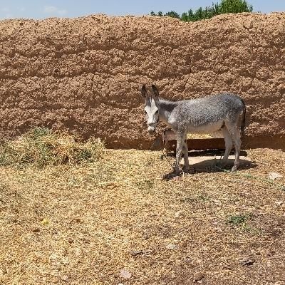 کره خر نر|حیوانات مزرعه|ساوه, |دیوار
