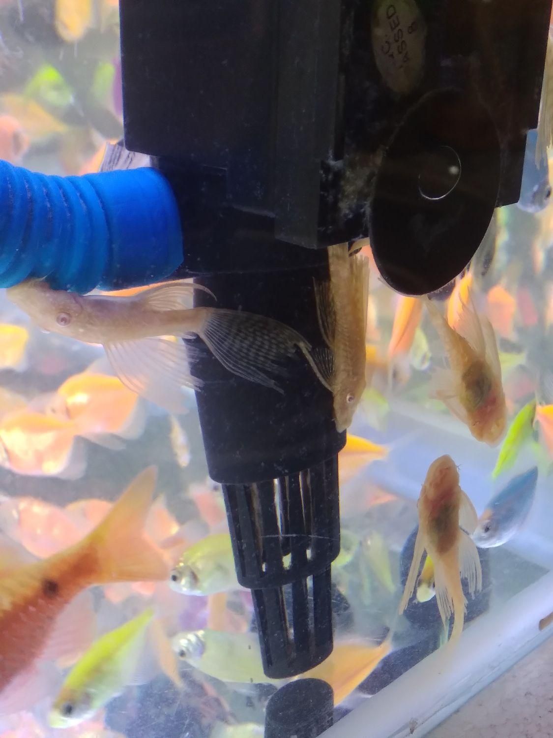 ماهی آکواریوم لجنخوار غذا گیاه خوار وگوشتخوار|ماهی|رشت, منظریه|دیوار