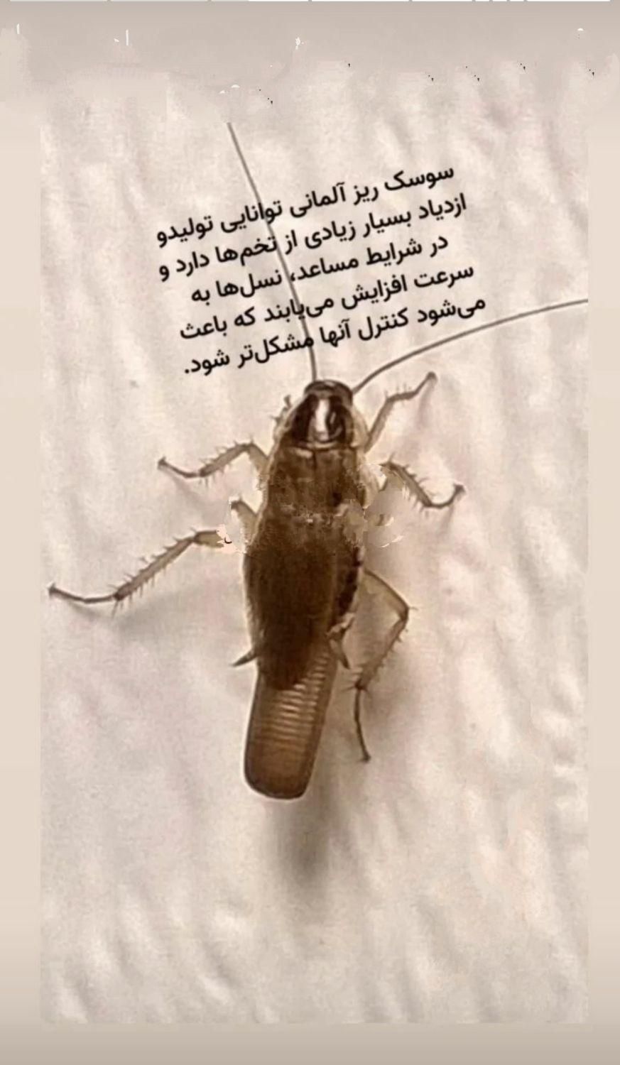 فروش سم مخصوص سوسک تضمینی|لوازم نظافت|بندر ماهشهر, |دیوار