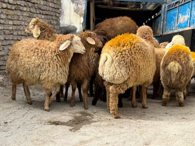 برای عید قربان و گوشت خونه گوسفند زنده|حیوانات مزرعه|تهران, جیحون|دیوار