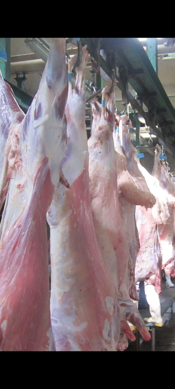 عرضه گوشت چرخ کرده تازه تنظیم بازار با پیک|خوردنی و آشامیدنی|قم, باسکول|دیوار