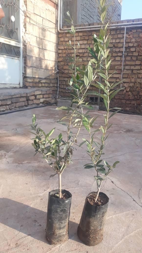 فروش انواع نهال زیتون|خدمات باغبانی و درختکاری|منجیل, |دیوار