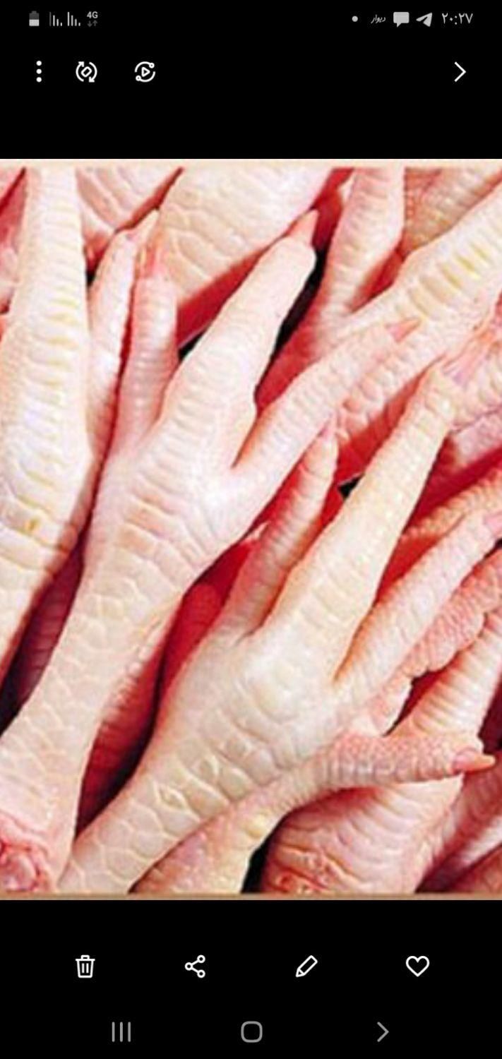 آشقال گوشت فقط کیلو۱۰تومن|سگ|تربت جام, میان جام|دیوار