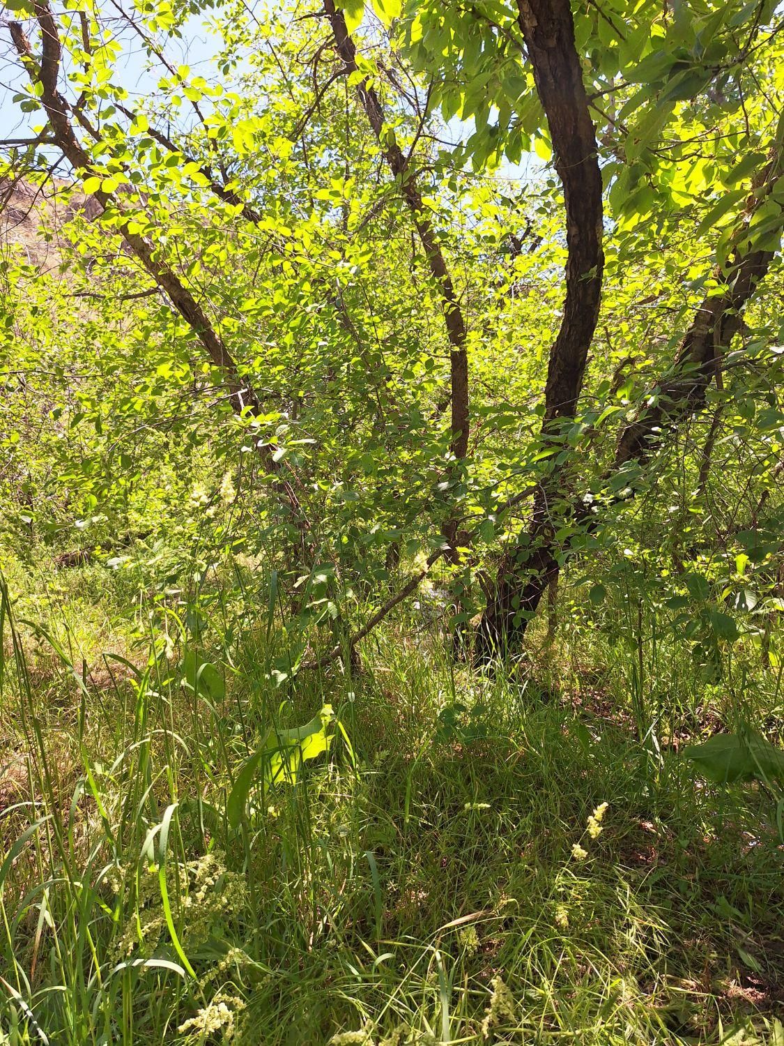 زمین - باغ|فروش زمین و ملک کلنگی|گلمکان, |دیوار