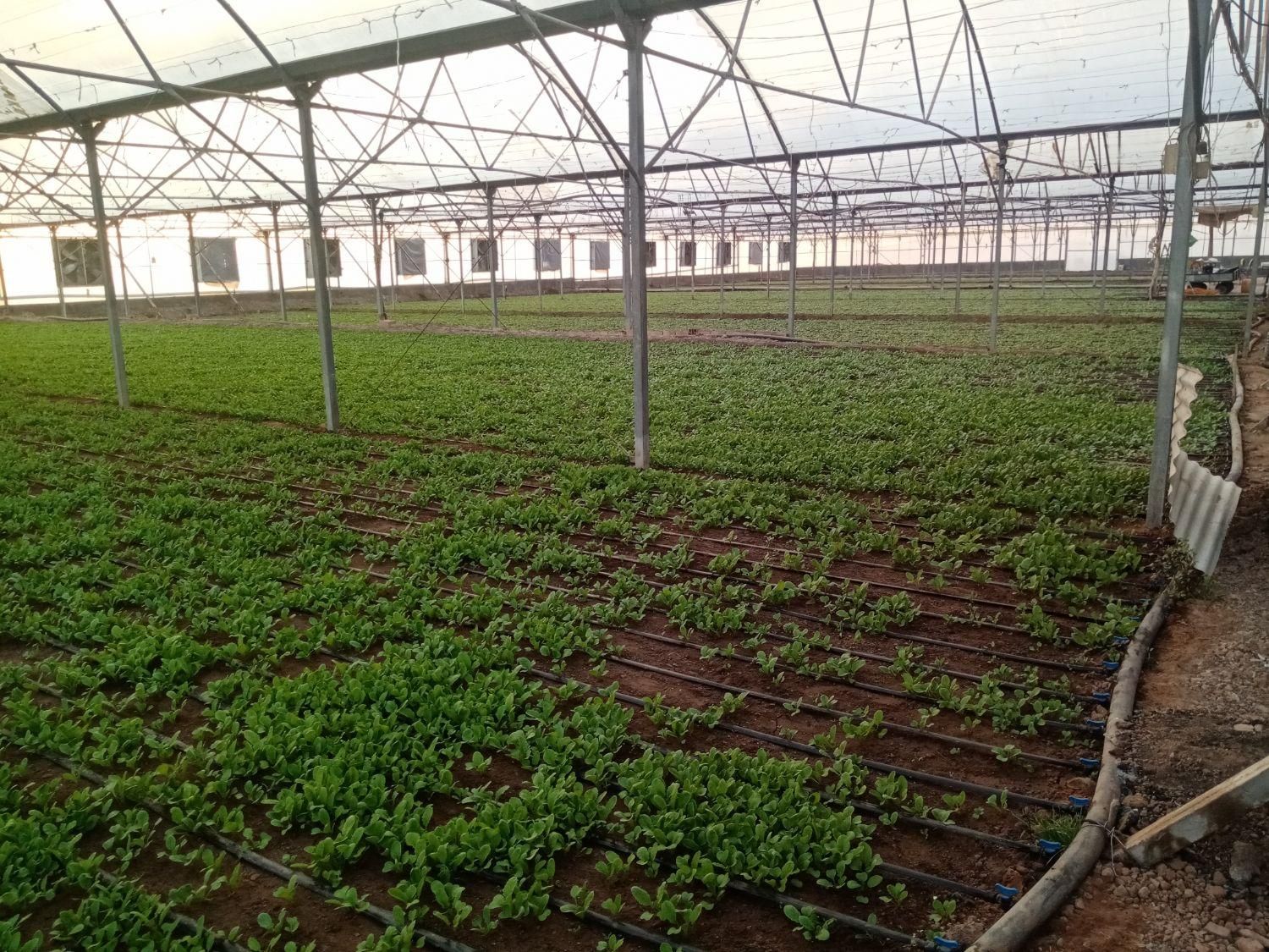 گلخانه هیدروپونیک فول امکانات در دشت|فروش دفتر صنعتی، کشاورزی، تجاری|نیشابور, فضل|دیوار