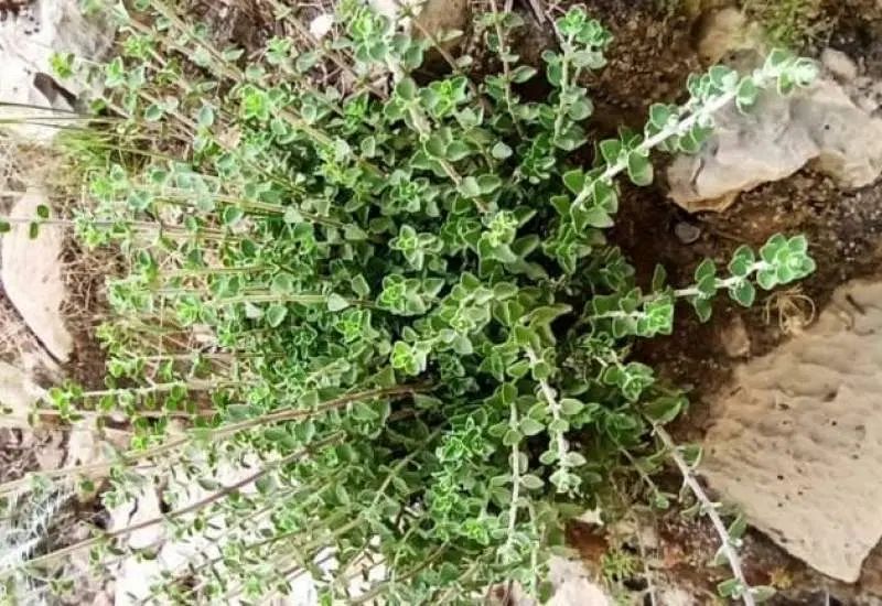 آویشن کوهی درجه یک از دل کوههای بلوچستان|آرایشی، بهداشتی، درمانی|اصفهان, آزادگان|دیوار