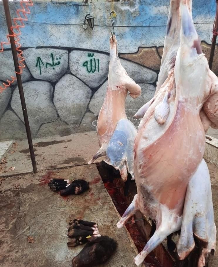 **گوسفند زنده بره نرینه قلم آبی**|حیوانات مزرعه|مشهد, نوید (بلوار کشاورز)|دیوار