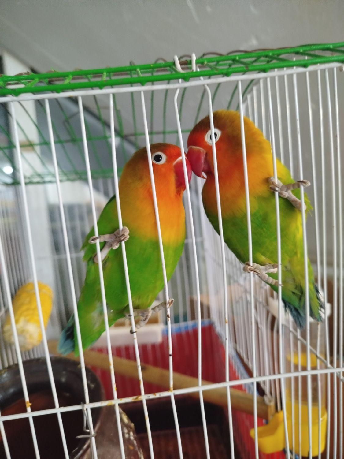 طوطی برزیلی رام و دستی|پرنده|قدس, شهرقدس|دیوار