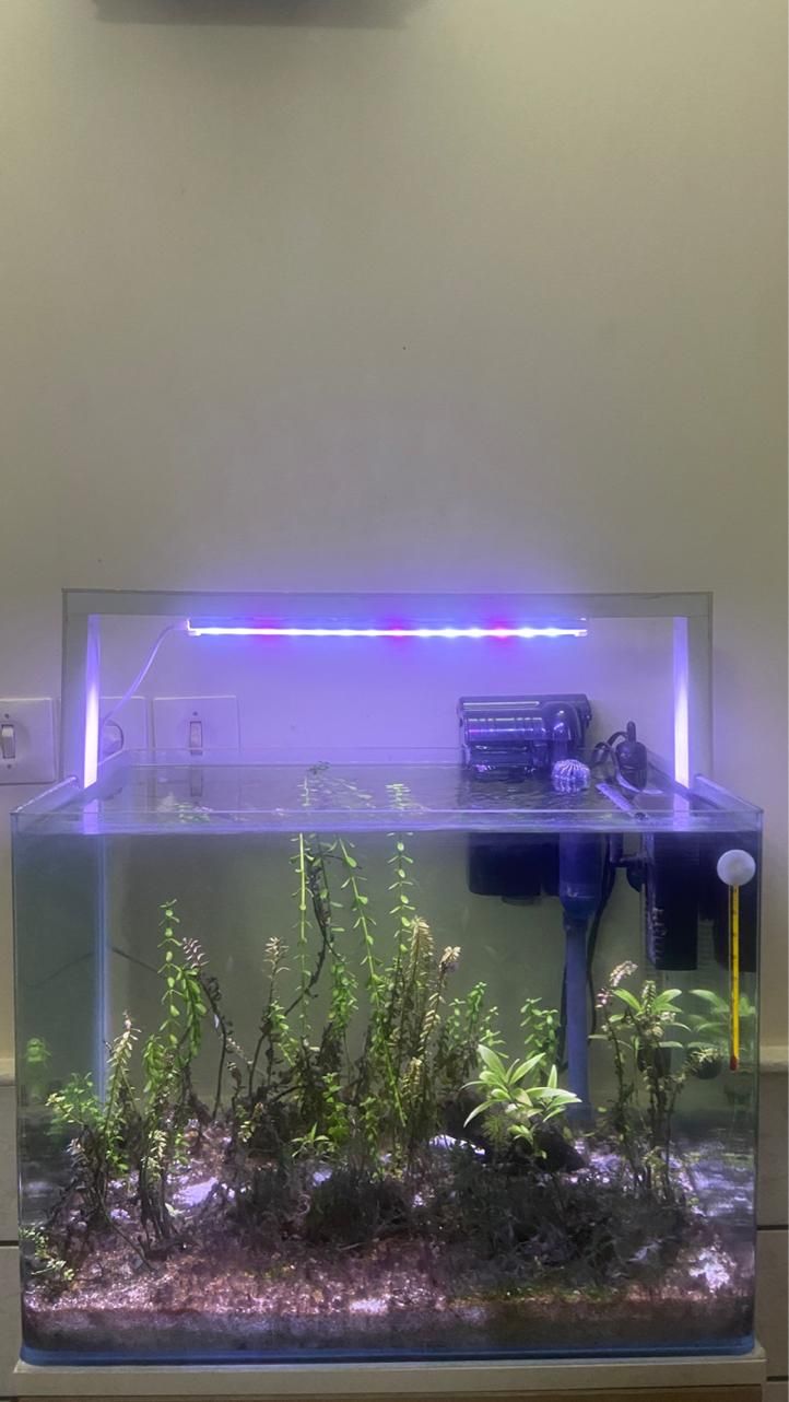 اکواریوم پلنت ۷۰لیتر ماهیران|ماهی|کاشان, بازار کاشان|دیوار