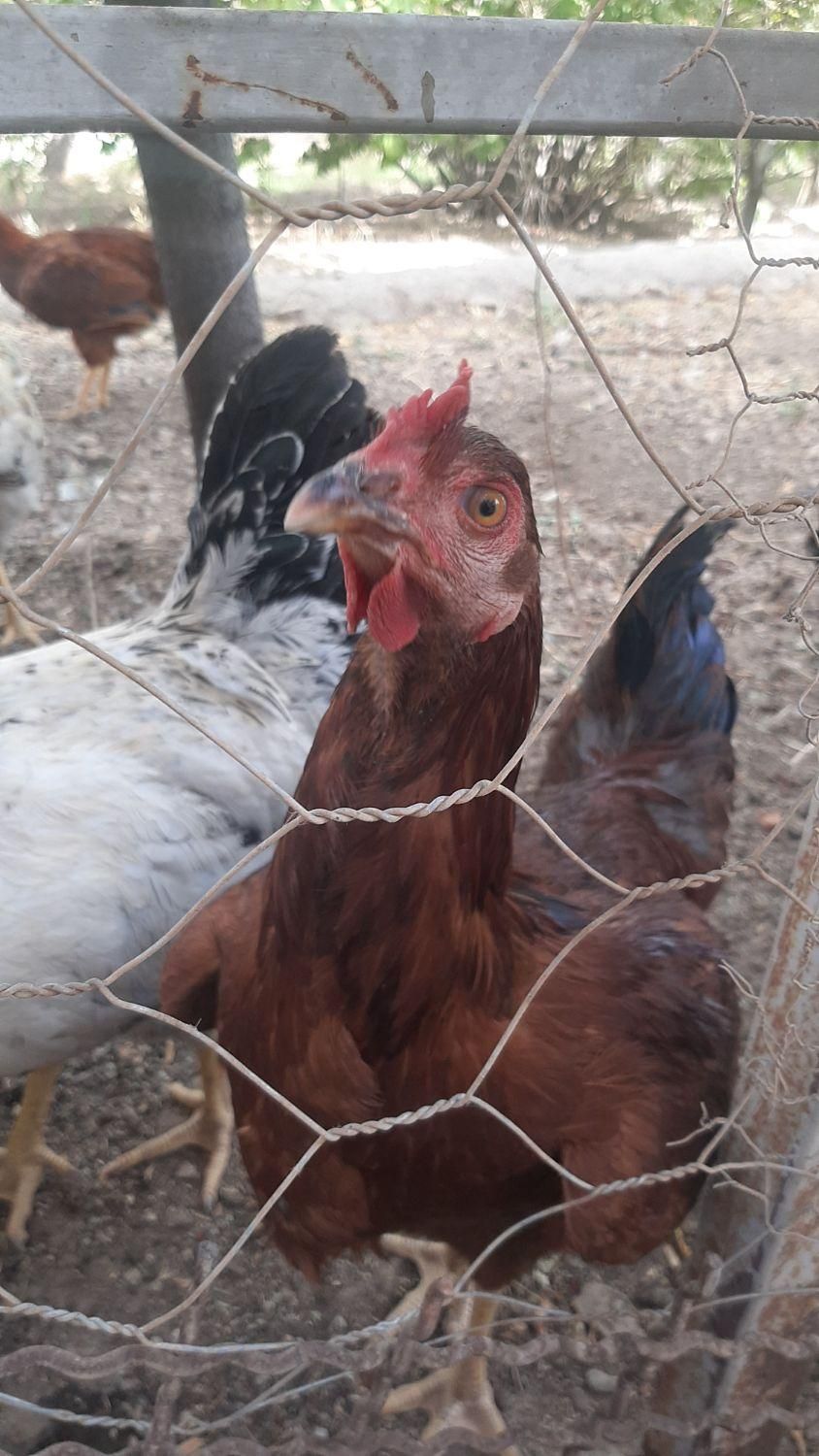 فروش خروس|حیوانات مزرعه|هشتگرد, هیو|دیوار