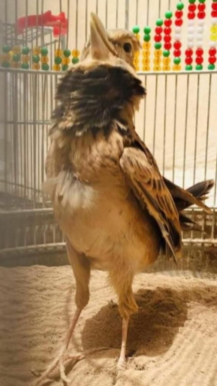 قناری سهره قناری|پرنده|زرند, |دیوار