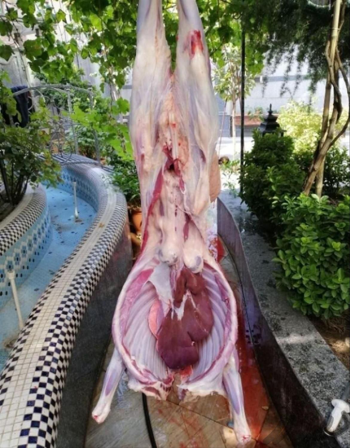 کاور چاق وبزغاله و.. گوسفند روستایی|حیوانات مزرعه|مشهد, آبکوه|دیوار