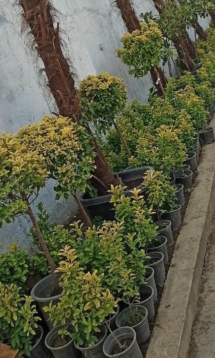 شمشاد طلایی|گل و گیاه طبیعی|چهاردانگه (تهران), |دیوار