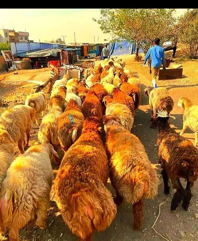 همه نژاد همه وزن همه نوع فروش گوسفند زنده|حیوانات مزرعه|تهران, کیانشهر|دیوار