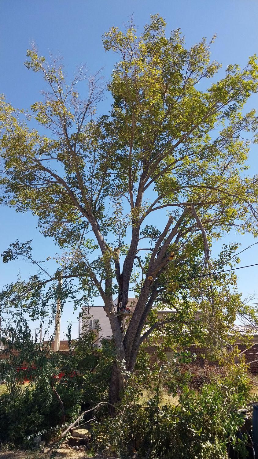 خرید درخت|خدمات باغبانی و درختکاری|ماکو, |دیوار