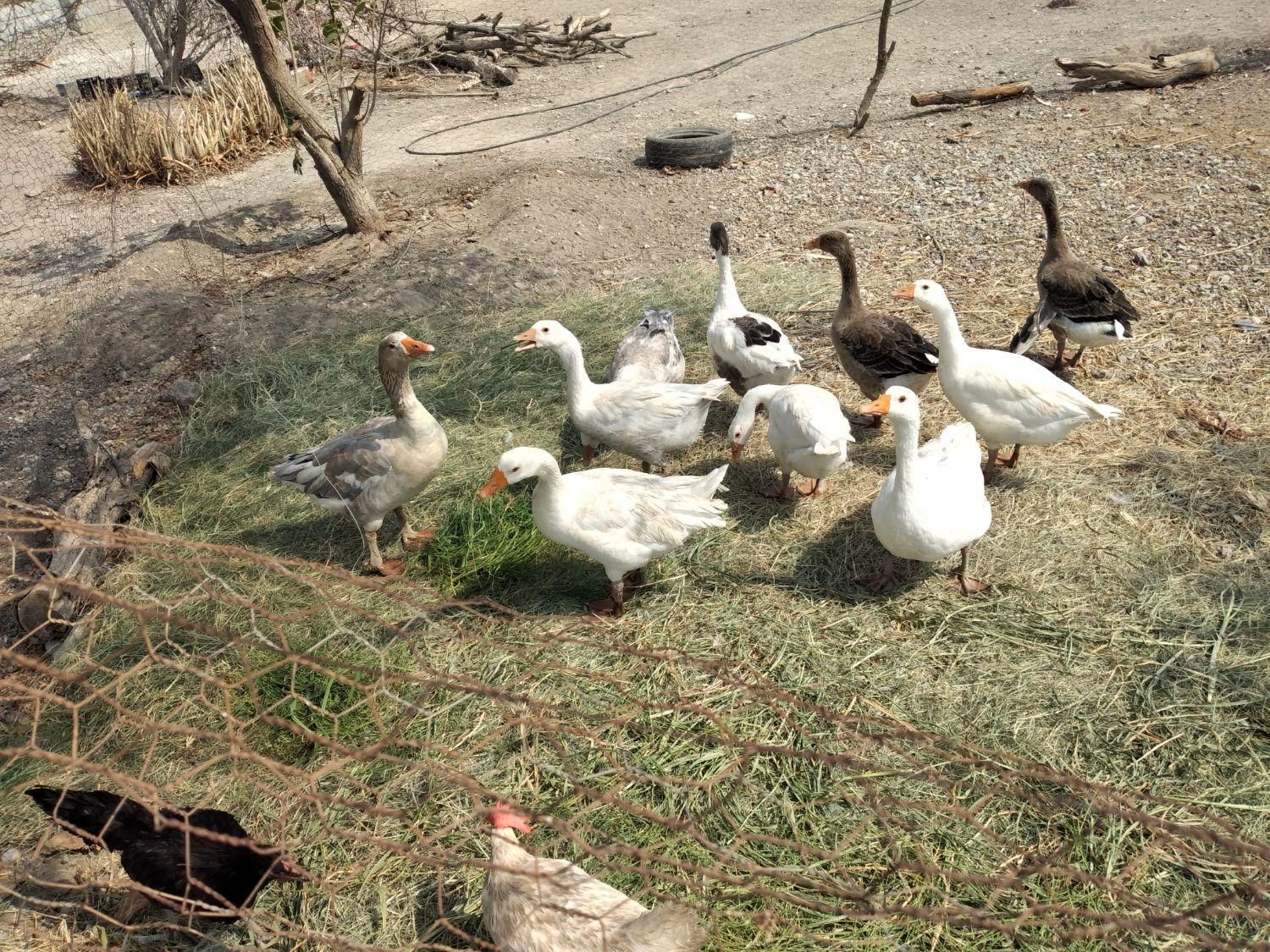 فروشی|حیوانات مزرعه|بندرعباس, |دیوار