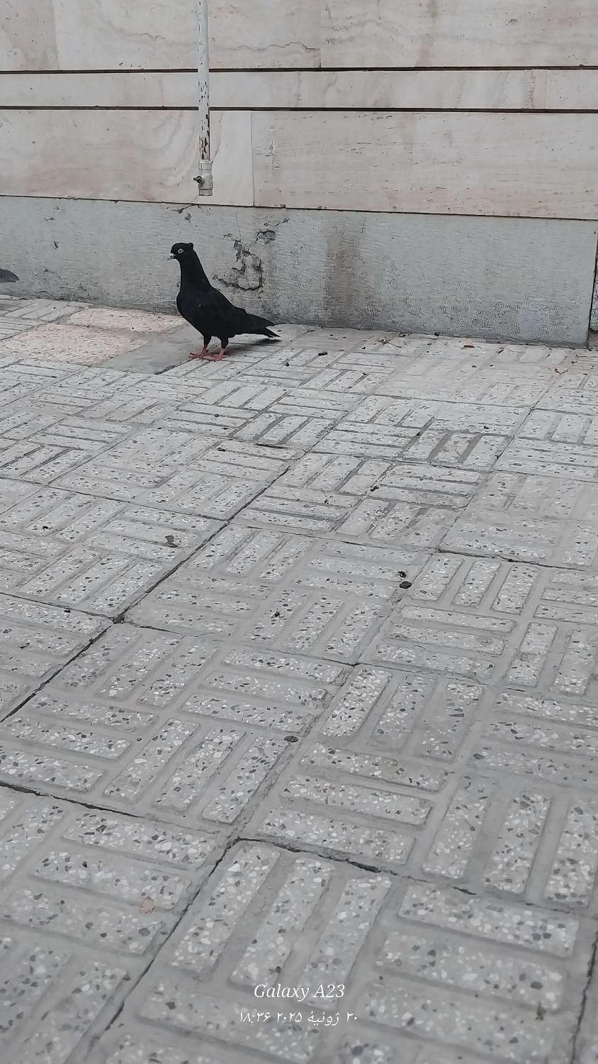 جوجه کبوتر زاغ|پرنده|اصفهان, مولوی|دیوار