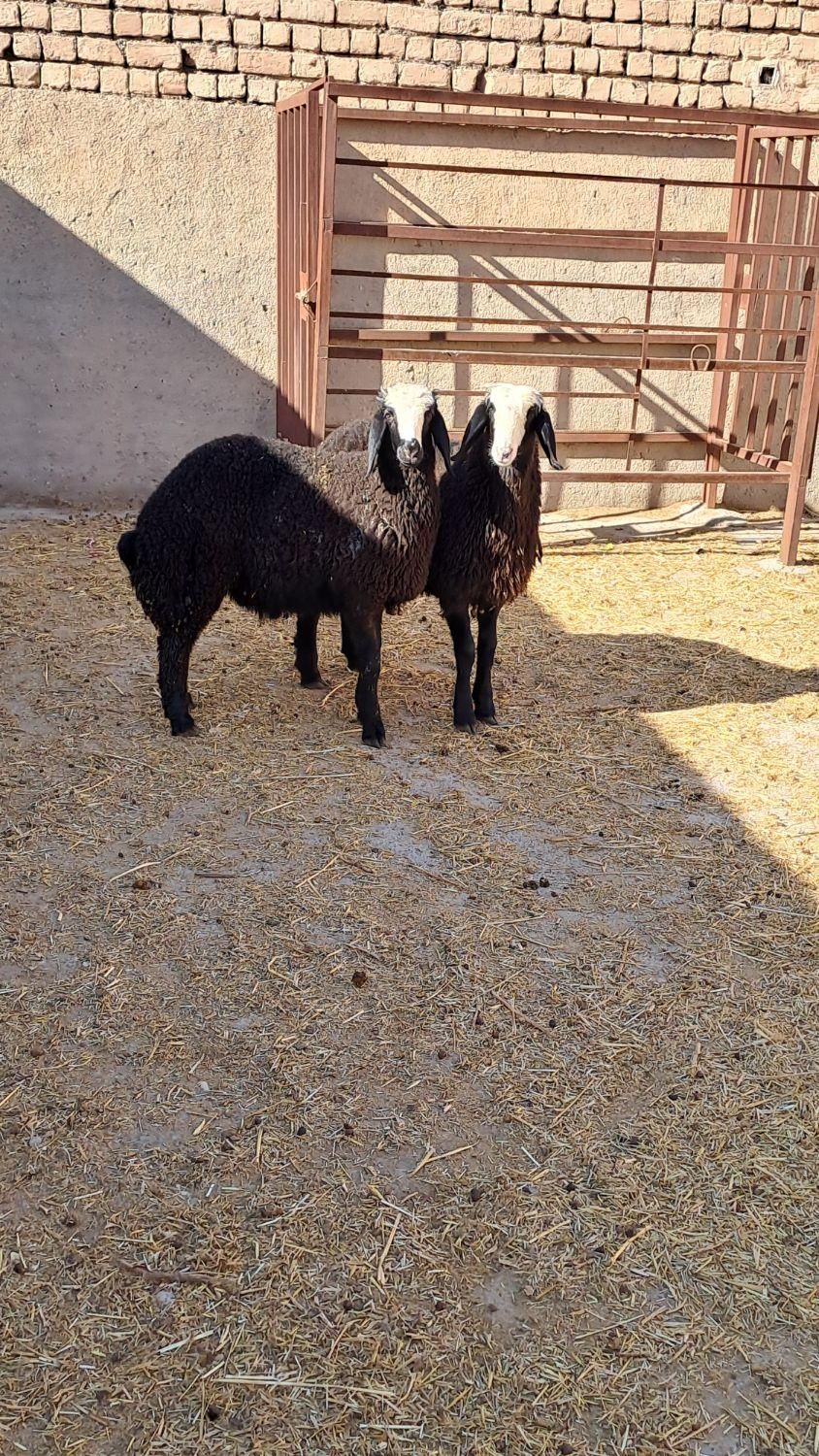 بهترین و زیباترین نژژاد بومی ایران|حیوانات مزرعه|آباده, |دیوار