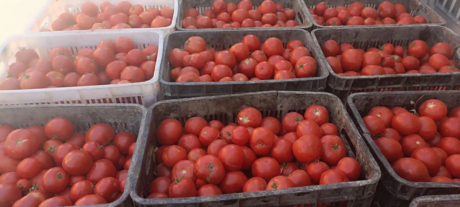 گوجه دستچین فریمان|خوردنی و آشامیدنی|مشهد, فاطمیه|دیوار