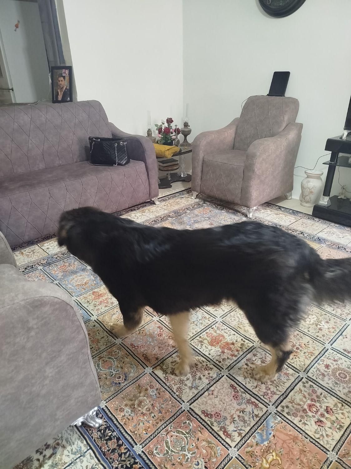 واگذاری سگ بومی به صورت رایگان|سگ|تربتحیدریه, شهرک ولیعصر|دیوار