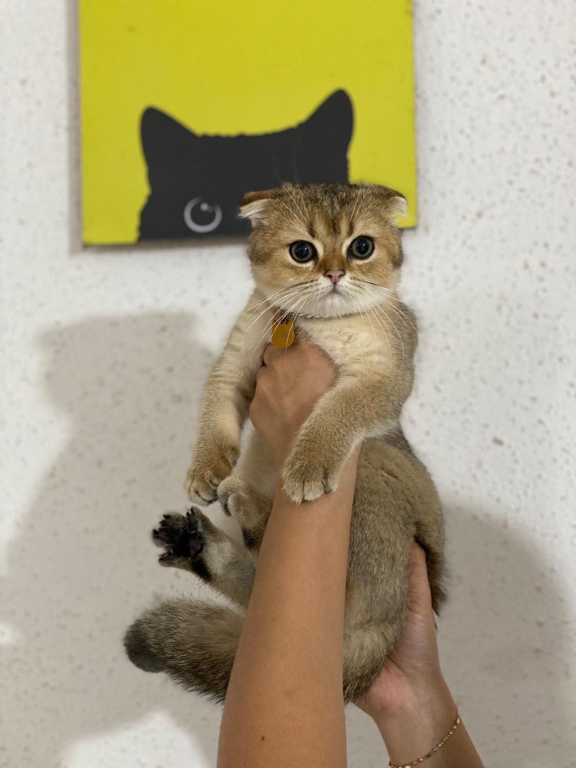 الو دامپزشک|خدمات آرایشگری و زیبایی|رشت, گلباغ نماز|دیوار