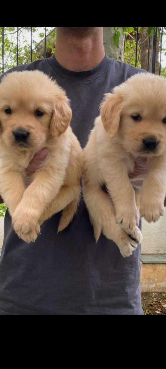 توله‌های گلدن رتریور|سگ|تهران, درکه|دیوار