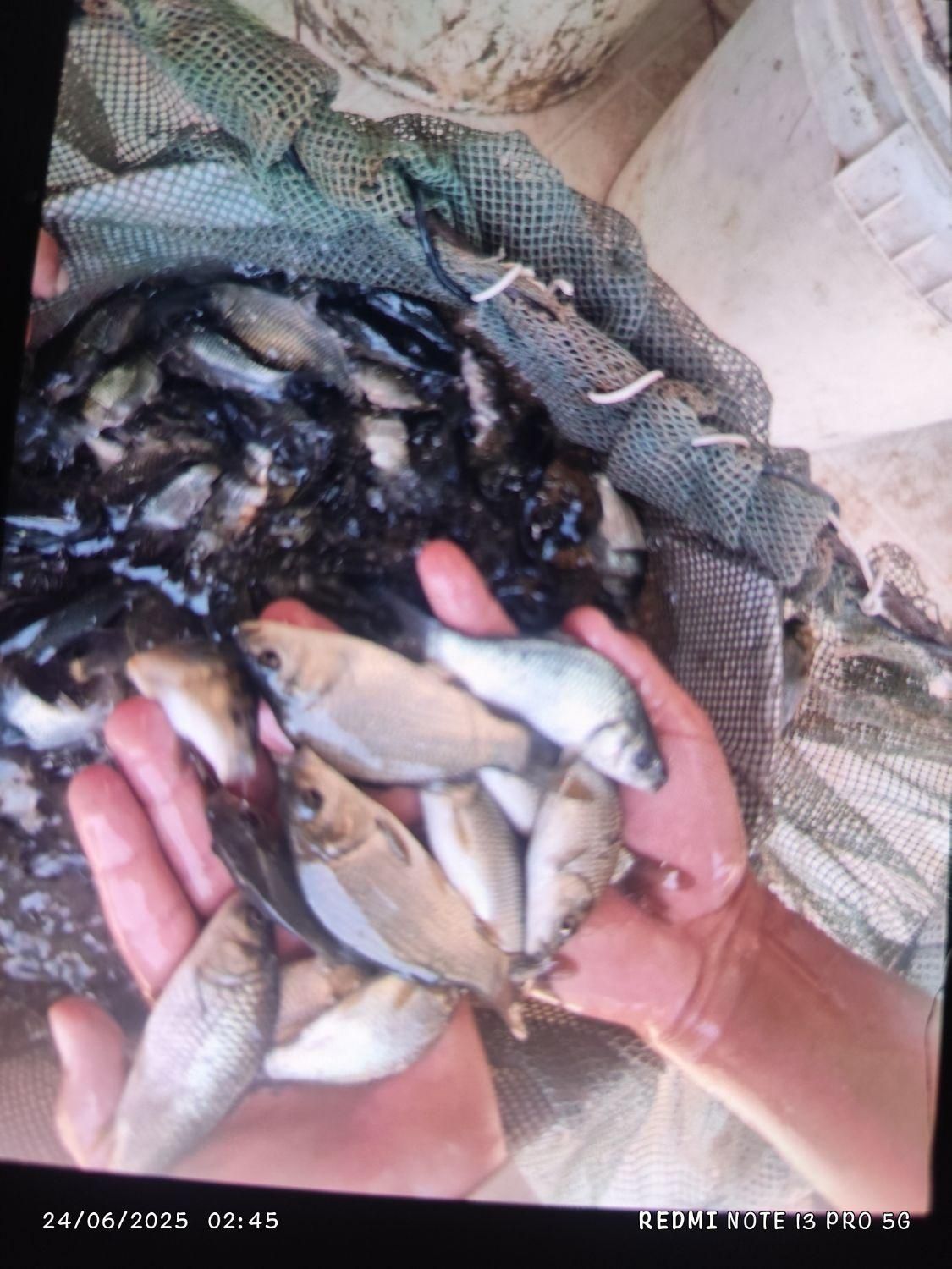 ماهی کپور برای استخر های کشاورزی|ماهی|کاشان, شهرک فرهنگیان|دیوار