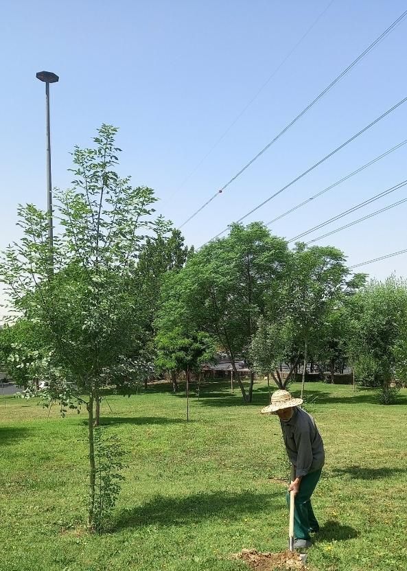 استخدام در پیمانکاری فضای سبز شهرداری|خدمات باغبانی و درختکاری|تهران, افسریه|دیوار