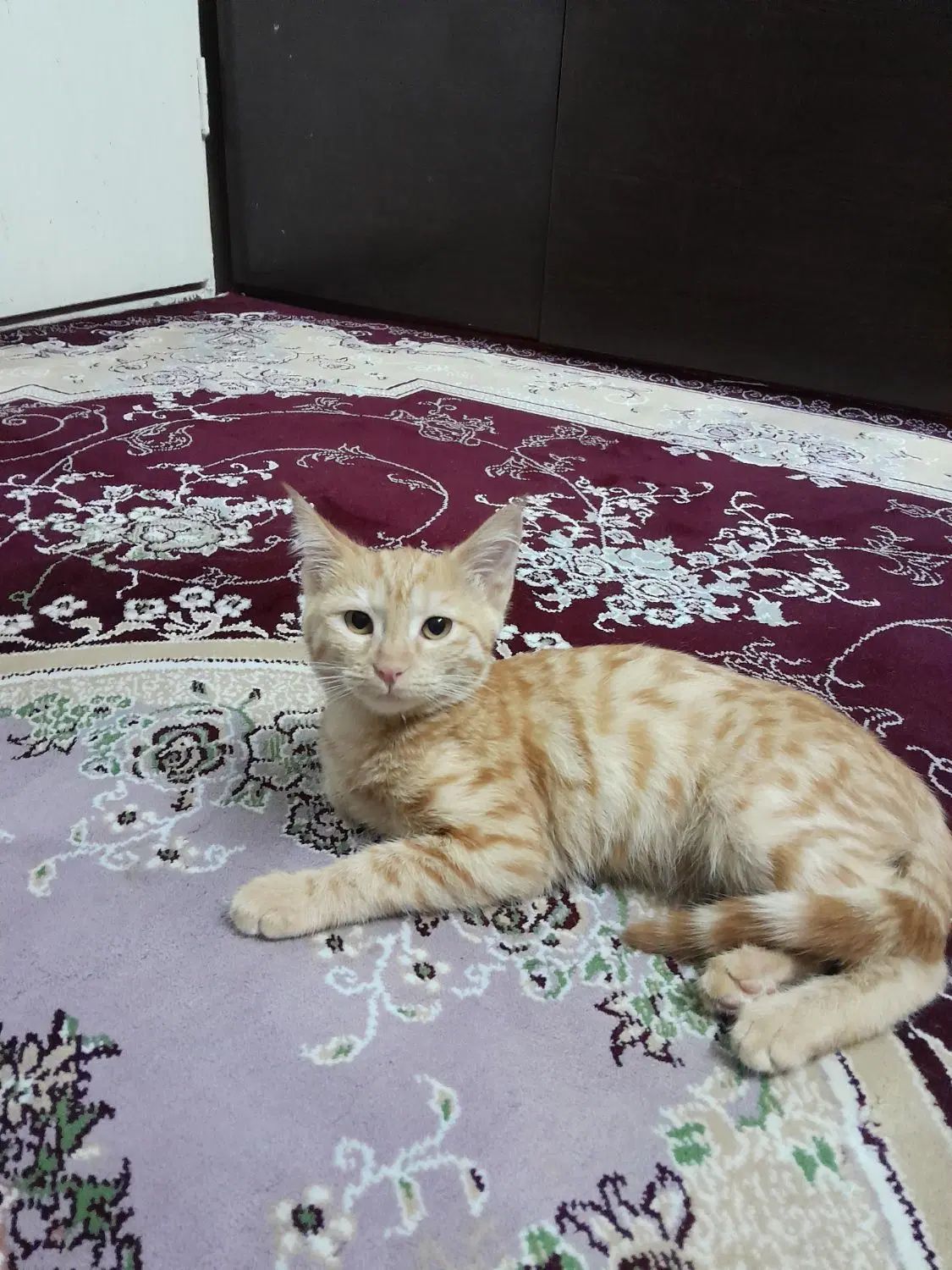 بچه گربه|گربه|مشهد, طلاب|دیوار