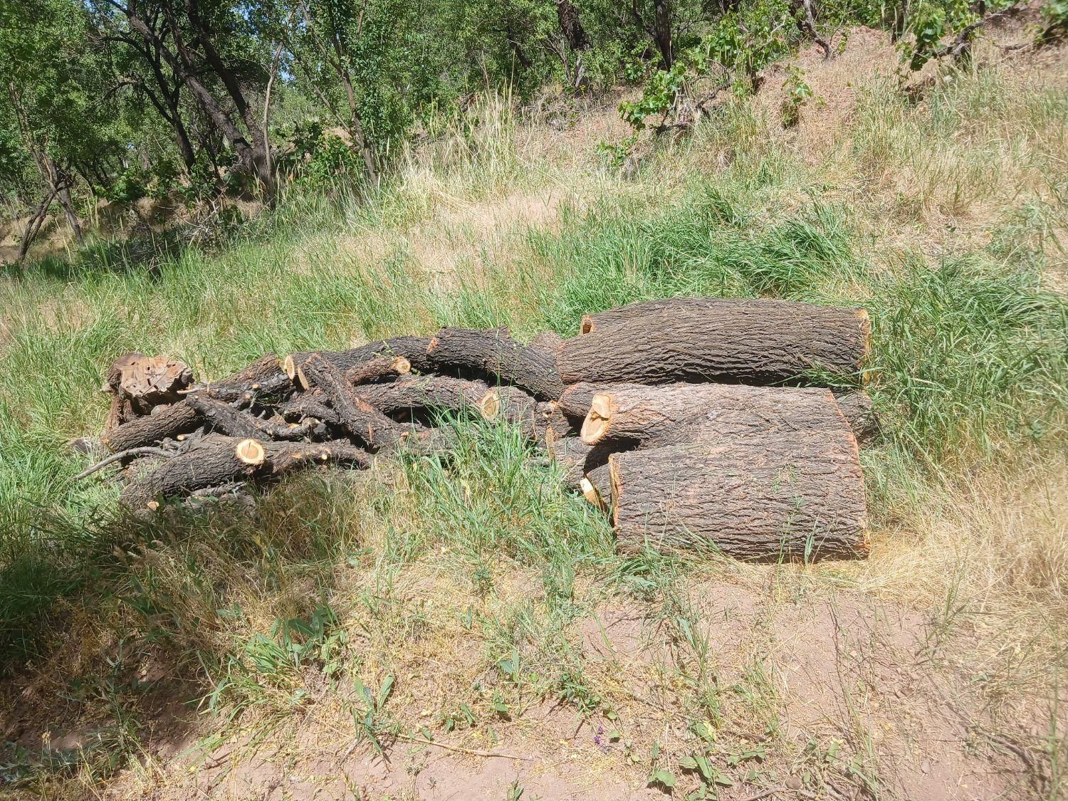 خرید چوپ و هرس باغ|خدمات باغبانی و درختکاری|ساوه, |دیوار
