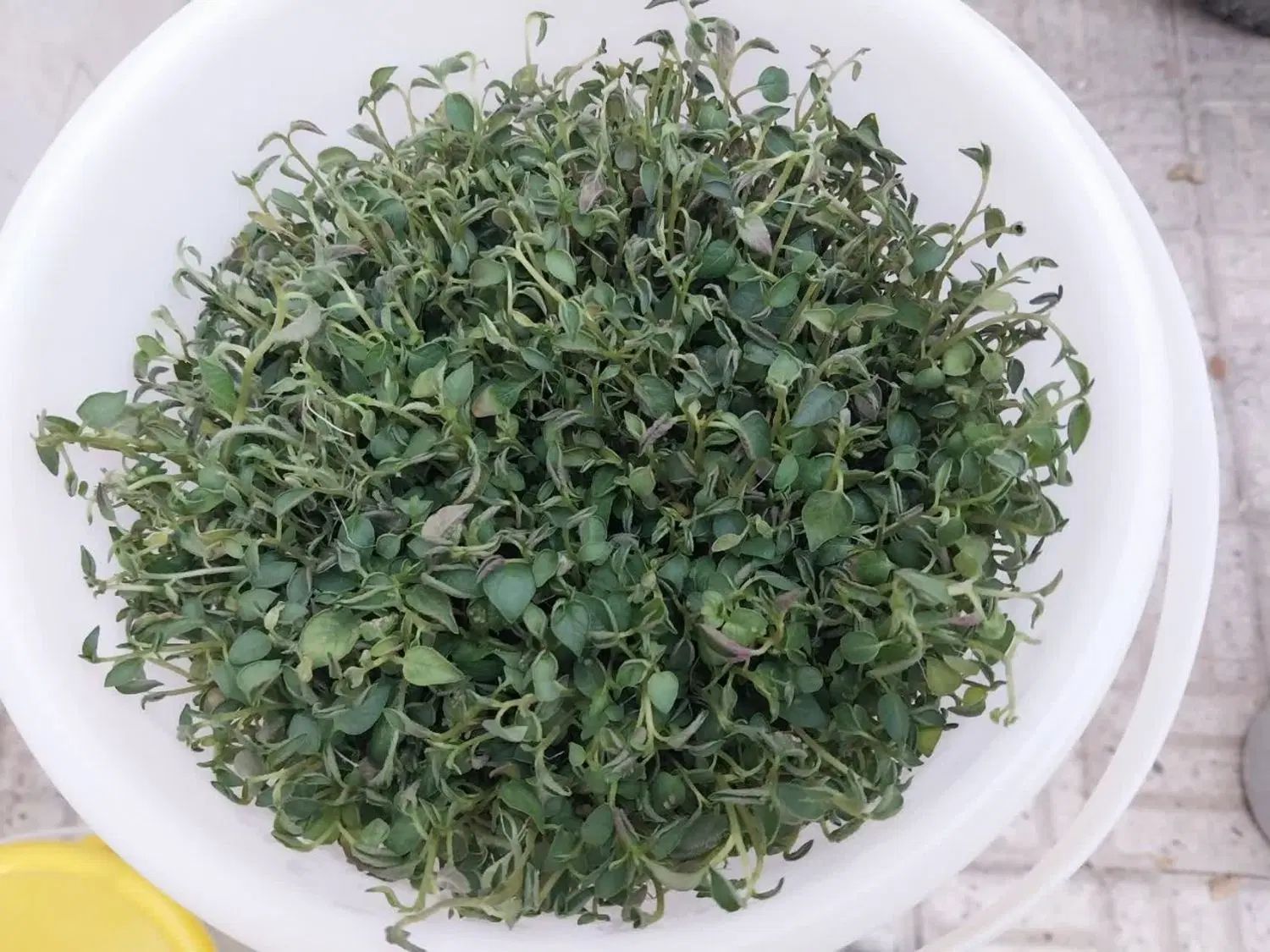 تولید کننده گیاهچه بذر سیب زمینی نشا مینی تیوبر|خدمات باغبانی و درختکاری|اصفهان, پارک مشتاق|دیوار