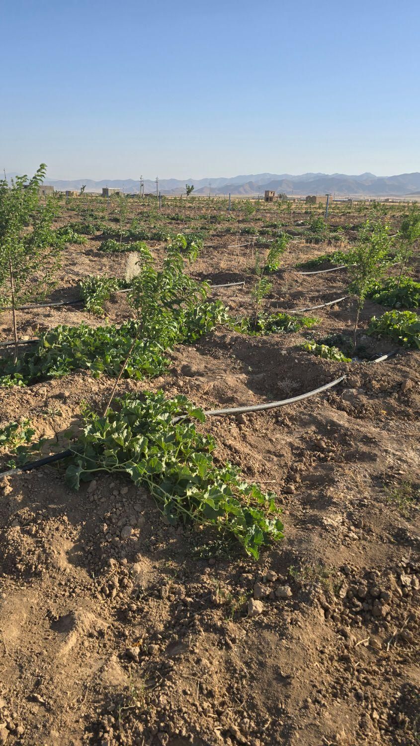 فروش باغ ویلا ۵۰۰ متری|فروش دفتر صنعتی، کشاورزی، تجاری|اراک, |دیوار