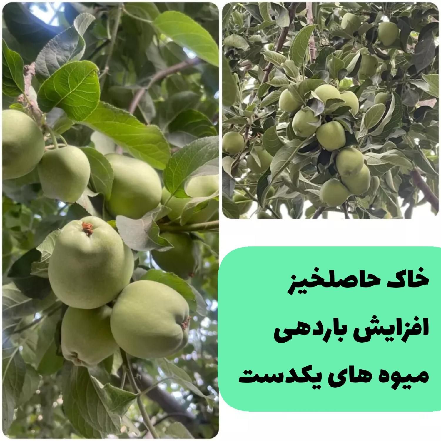 افزایش تناژ تضمینی، باغ گلخانه مزرعه گل آپارتمانی|خدمات باغبانی و درختکاری|بروجرد, |دیوار