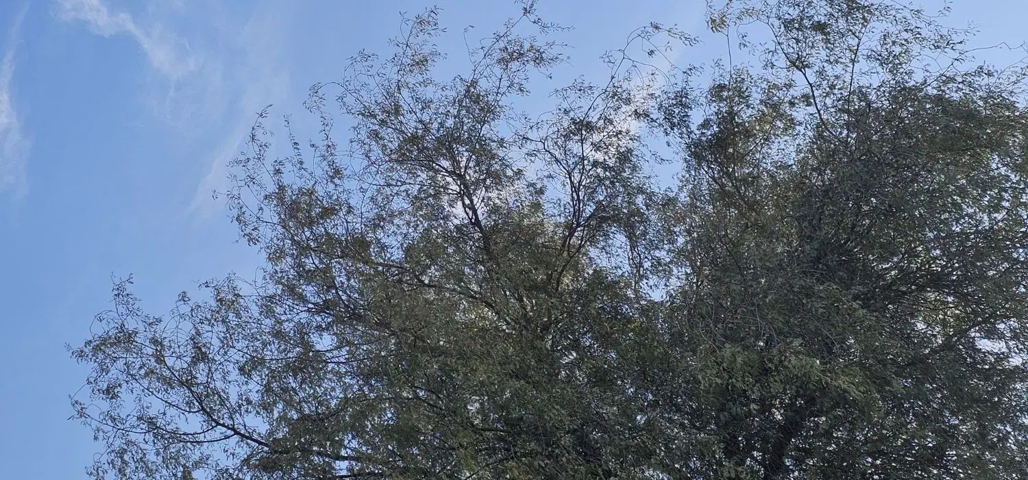 فروش زمین در نخلستان صفاآباد روستای کورزین|فروش زمین و ملک کلنگی|قشم, |دیوار