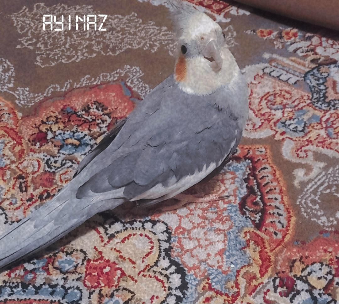 عروس هلندی چند مدل آهنگ میخونه مفت گذاشتم|پرنده|رشت, رشتیان|دیوار