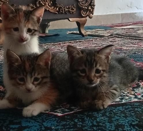 واگذاری 3عدد بچه گربه|گربه|مشهد, توس|دیوار