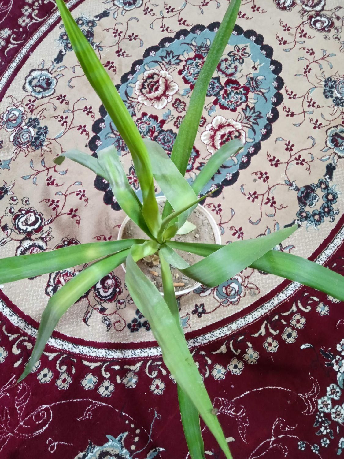 دو عدد گل نخل و عروس|گل و گیاه طبیعی|ایذه, |دیوار