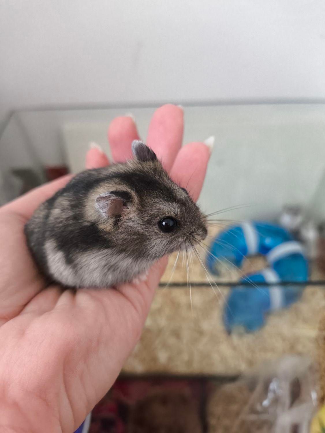 همستر (نژاد مینیاتوری)|موش و خرگوش|تهران, حکیمیه|دیوار