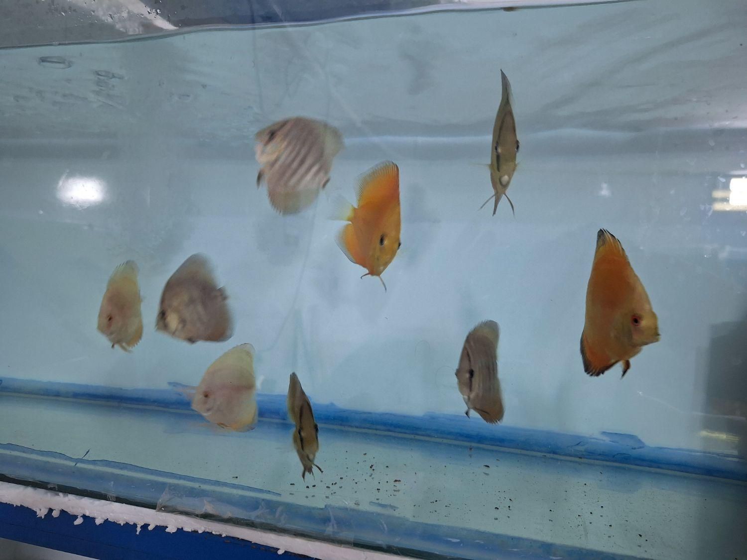 ماهی دیسکس|ماهی|یزد, |دیوار