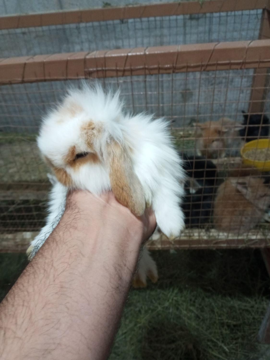 بچه خرگوش لوپ|موش و خرگوش|بندرعباس, |دیوار