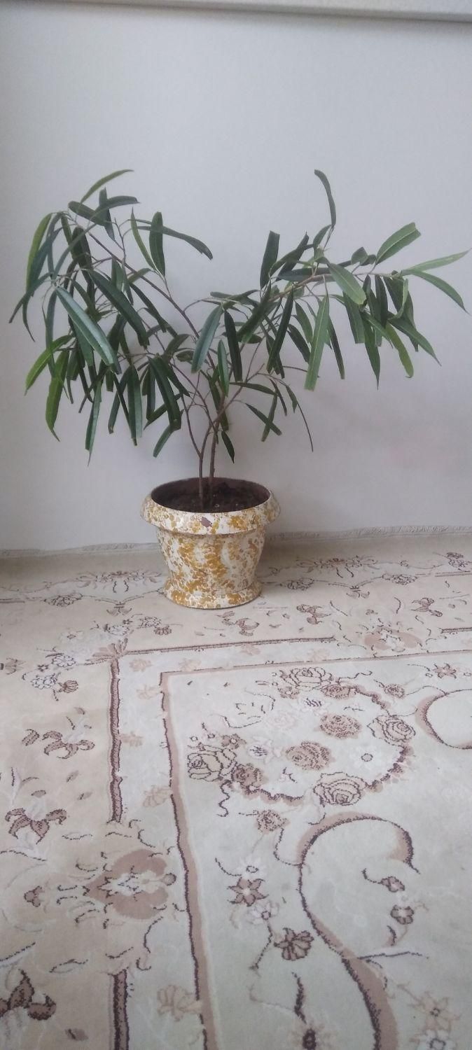 درختچه بنجامین آمستل بسیار زیبا و سالم|گل و گیاه طبیعی|ری, حمزه‌آباد|دیوار