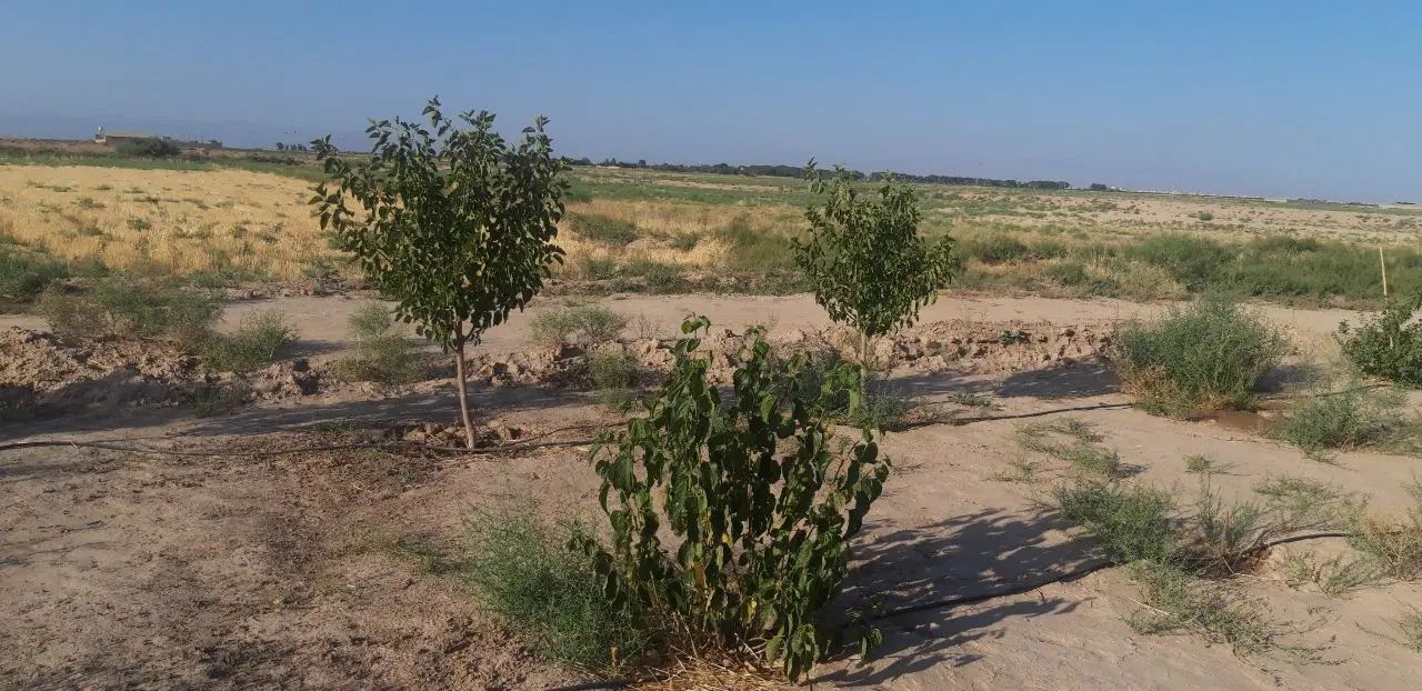 ۲۰۰۰ هزارمتر میدان بسیج بر بلوار(خانم کریمی)|فروش زمین و ملک کلنگی|ورامین, ورامین|دیوار