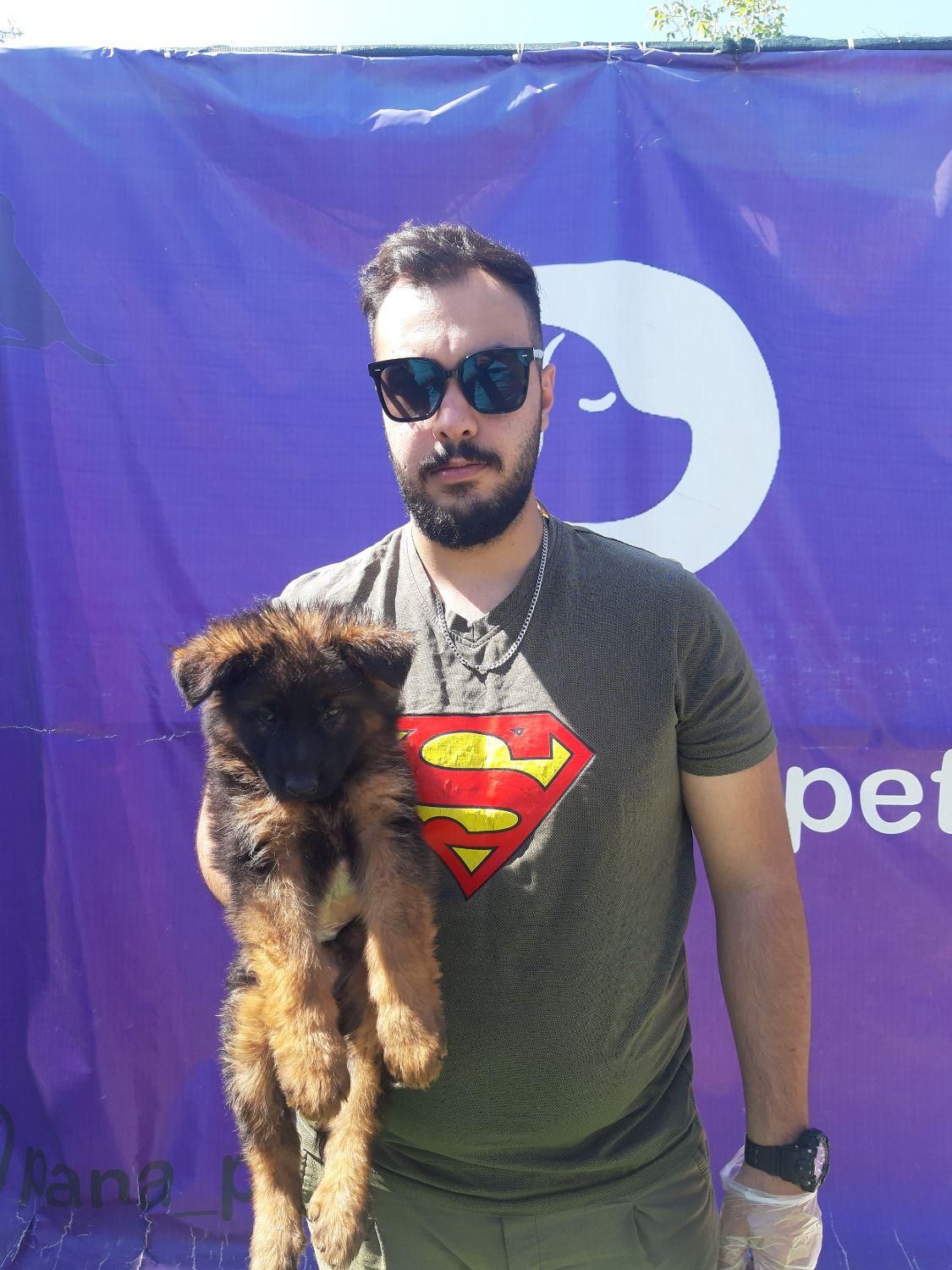 سگ ژرمن شپرد نگهبان شاخه شولاین|سگ|تهران, خلیج فارس|دیوار