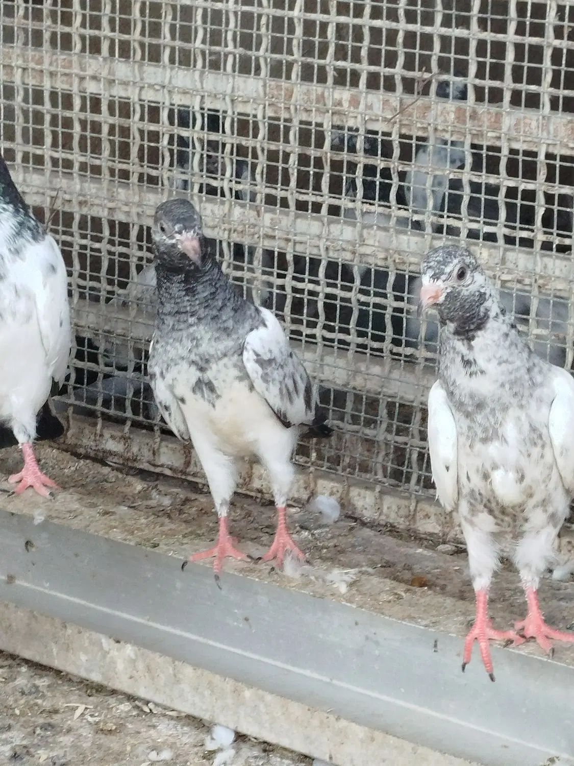 چند عددکبوتردرجه یک پاکستانی پرس سنگین|پرنده|تهران, ترمینال جنوب|دیوار
