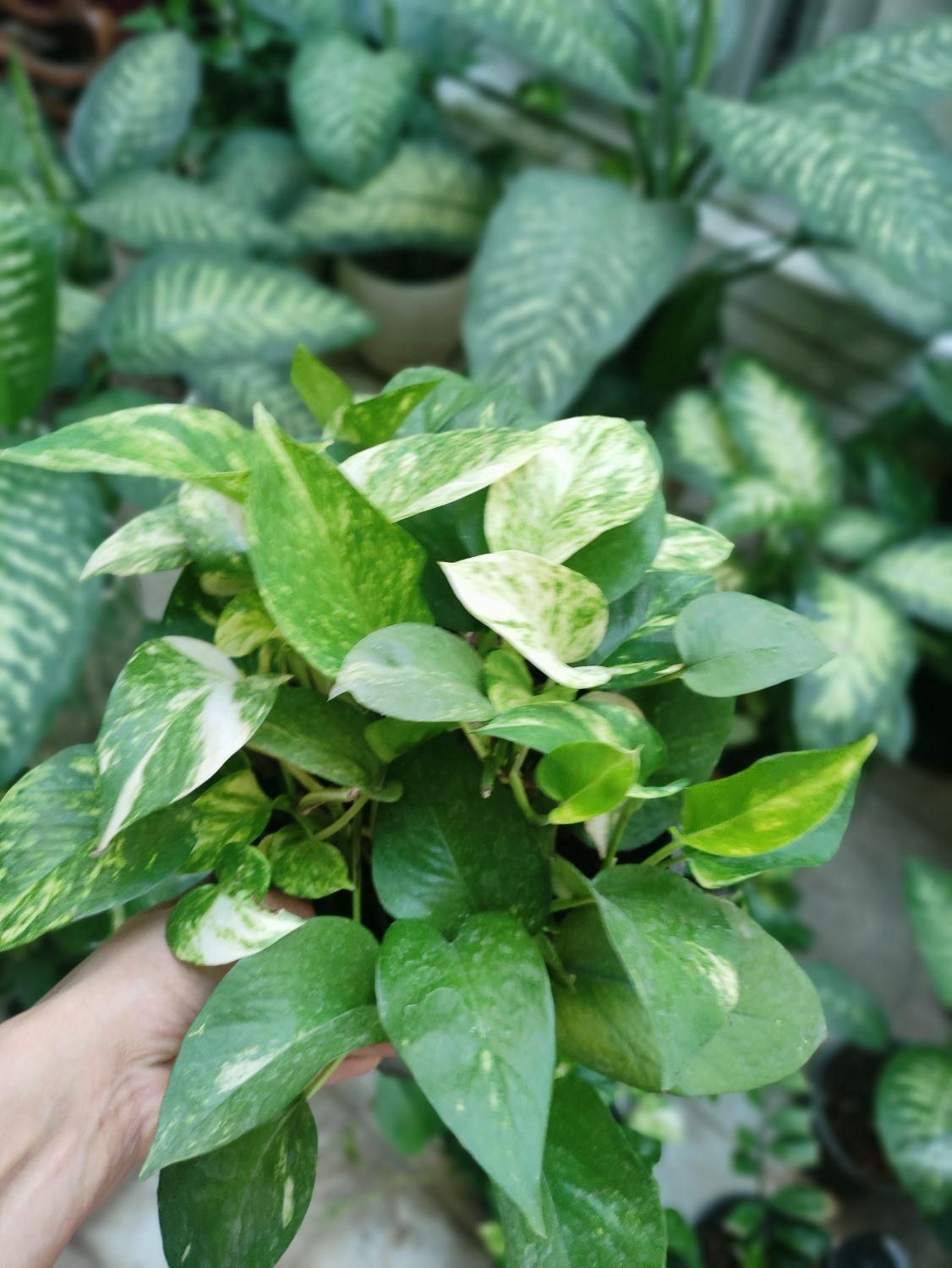 گل دفین و پتوس|گل و گیاه طبیعی|اصفهان, میرعماد|دیوار