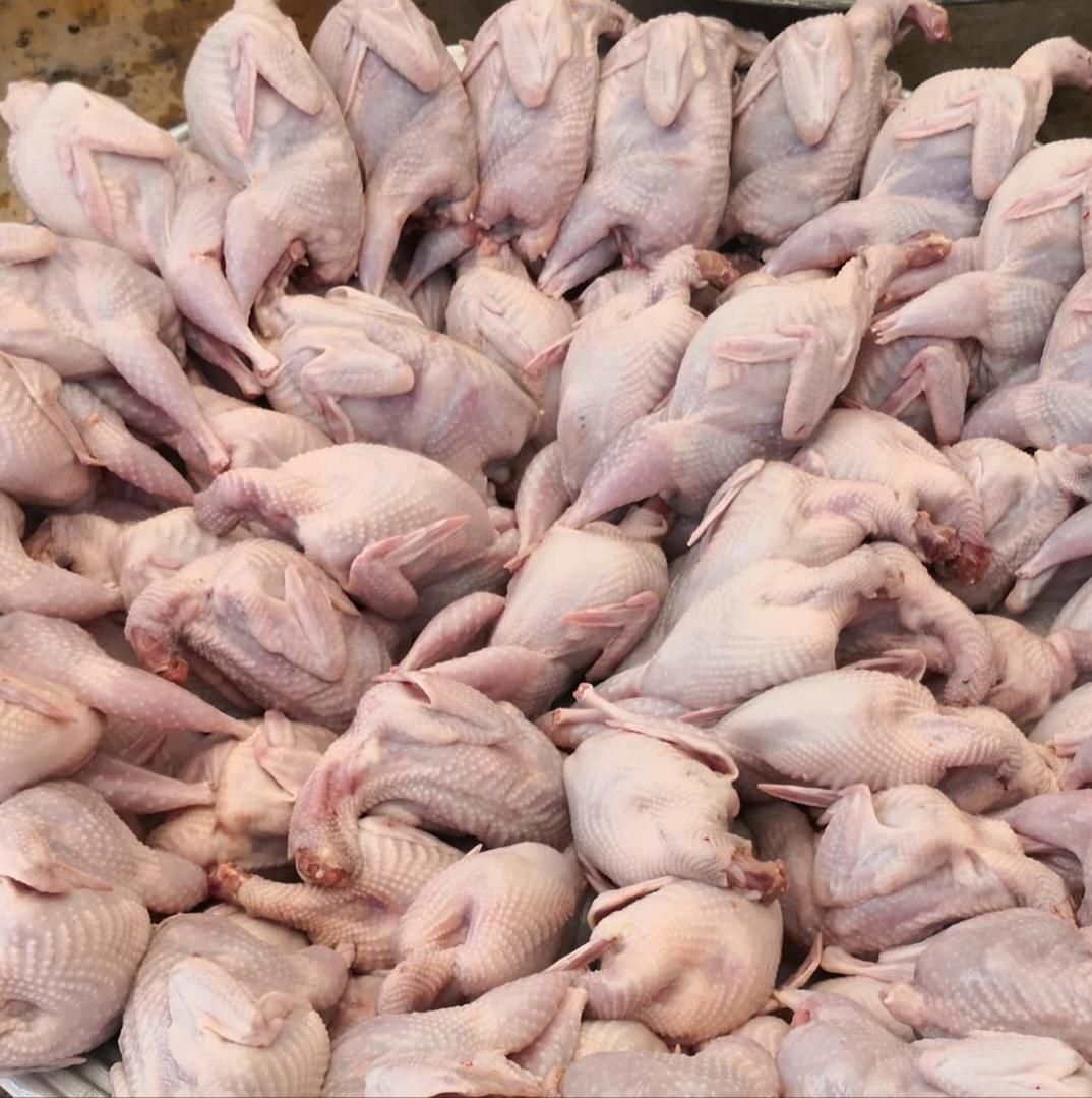 فروش بلدرچین کشتار روز (ارسال به سراسر شیراز )|خوردنی و آشامیدنی|شیراز, جانبازان|دیوار